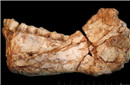 最早智人化石在摩洛哥出土 寿命约35万岁