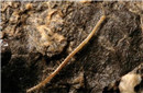 揭秘新发现的地底蜈蚣 以冥王哈迪斯命名