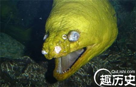 海洋中十大最像鬼的"鬼鱼" 都长得奇丑无比