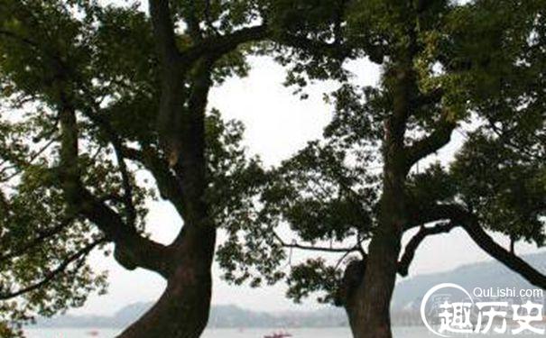 韩凭墓缠绕的树