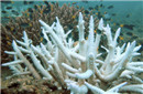 全球珊瑚白化灾情暂缓 专家警告：这次危害最重