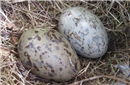 科学家解开鸟蛋形状差异很大的谜团！