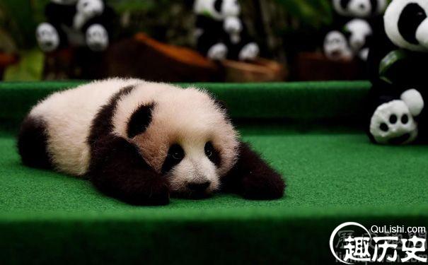 熊猫黑白色