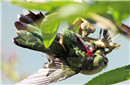 研究：螳螂竟捕食小鸟 蜂鸟为最主要“盘中餐”