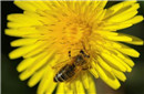 欧洲大规模田野研究证实：杀虫剂也是蜜蜂杀手