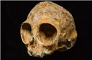 非洲出土的婴儿头骨化石属于古人类祖先物种