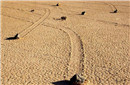 死亡谷的石头会自己走路 方向一致并且速度极快