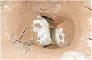 秦始皇祖坟“芈月墓”埋于麦田下 竟发现21盗洞