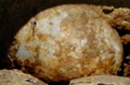揭距今2800年的西周鸡蛋：竟出土于墓葬之中