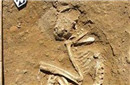 揭秘埃及古城惊现：3500年前动物残骸