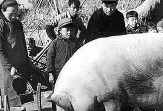 二战时最紧俏"军火"，为什么说中国猪鬃是个宝？