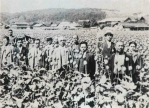 日军曾在华倾销鸦片？日本要求华北大面积种植罂粟