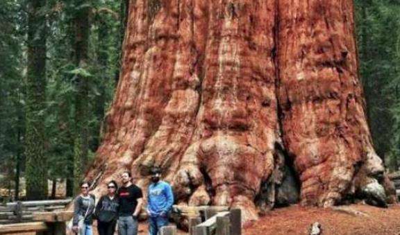 世界上最大最老的树，3200年的树龄 周长31米直径11米