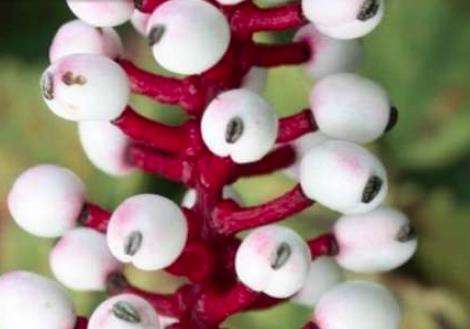 世界上最恐怖的植物，眼镜蛇瓶子草能诱捕黄蜂