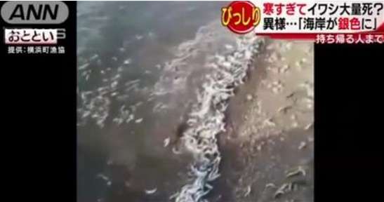 日本青森县海岸近日为何大范围出现沙丁鱼尸体，呈现出异样的光景？