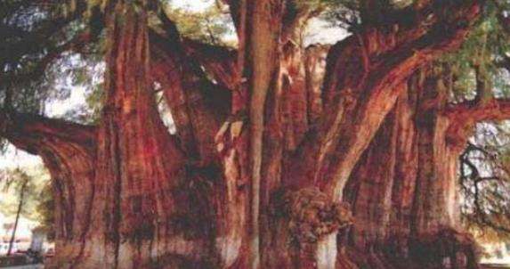 世界上最粗的树，周长有55米直径达17.5米