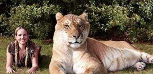 世界上最大的猫科动物，美国狮虎身长3.3米