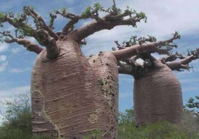 世界上储水量最大的树，产于南美洲巴西高原的瓶子树