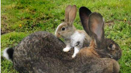 世界最大兔子 要想养一只付出的代价真高
