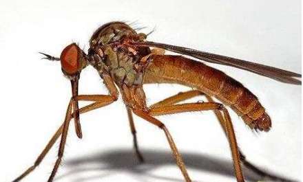 华丽巨蚊到底有多大 华丽巨蚊为什么不吸血只吃同类