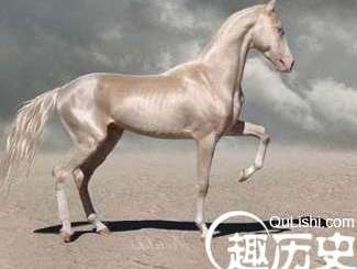 汗血宝马到底有多好？汉武帝远征所得的宝马，为什么后人不繁殖和使用？