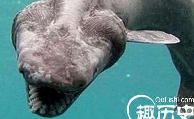 盘点世界上最古老的10种动物五种，有种快被吃到灭绝
