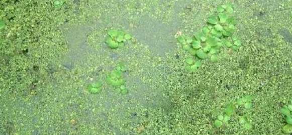 世界上最小的花——肉眼是看不见的无根萍