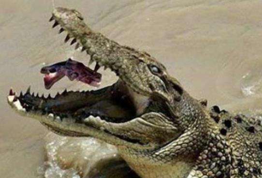 世界上最大最凶残的鳄鱼，湾鳄曾吞食日军1000人