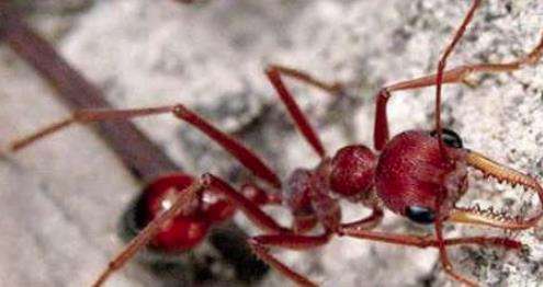 世界上最大的蚂蚁——公牛蚁