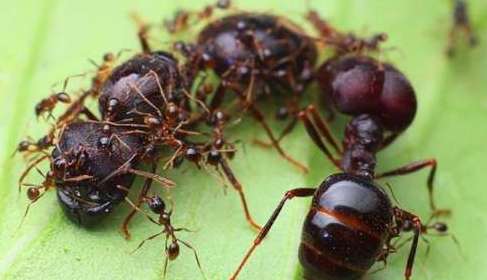 军团蚁vs食蚁兽,谁能成为最后的赢家?