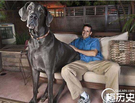 世界最高大的狗，这哪怕在人类中也是超级居然般的存在了！