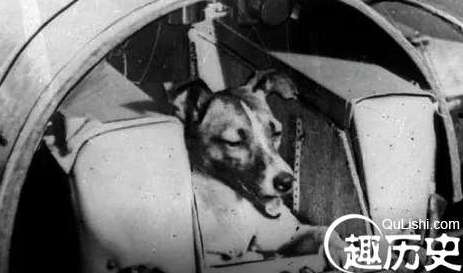 盘点全世界哪些曾经上过太空的动物们，现在怎么样了？