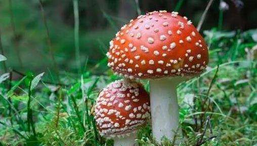 世界上最漂亮的毒蘑菇，颜色越美毒性越大
