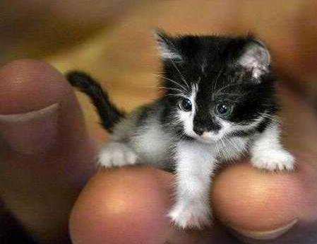 世界上最小的猫，身长8厘米 重907克