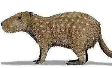 如果人类灭绝最有可能接替人类统治地球的是这种生物