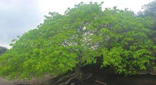 世界上最危险的树，毒番石榴树汁液能导致人失明