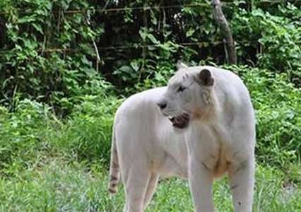 世界上最白的老虎——孟加拉虎的变种，与后代交配繁衍而来