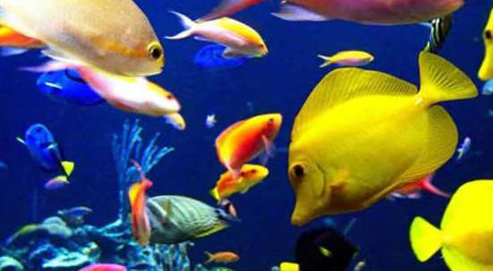 已知最毒海洋生物之一：毒液数分钟内置人死亡