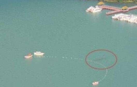 广东水怪：湛江湖光岩惊现数十条巨型生物