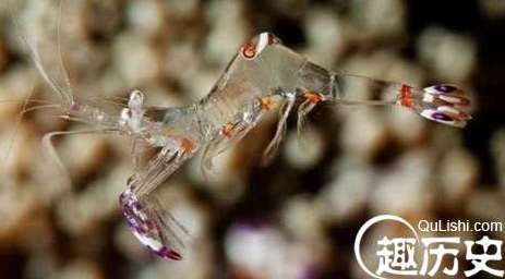 世界上最透明的8种生物，像是从外星来的