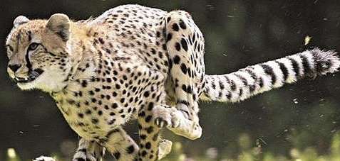 世界上最快的动物——猎豹，速可达到每小时100公里