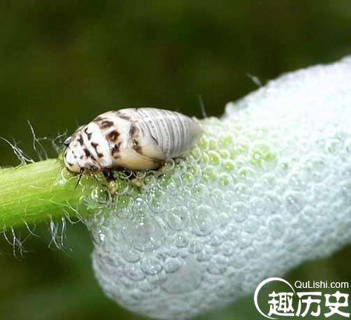 跳得最高的昆虫沫蝉，起跳时承受的重力约为其体重的400倍！