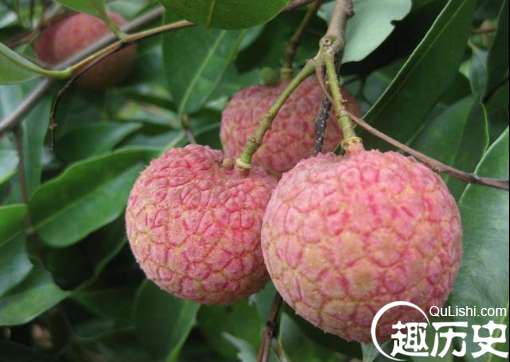 原来清朝皇帝往京城运送荔枝竟然是这样的啊，真令人意想不到