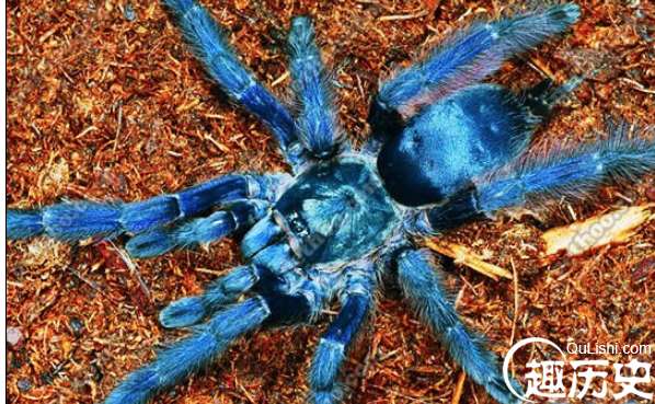 世界上最大的蜘蛛亚马逊巨人食鸟蛛