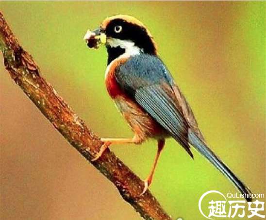 这是世界上最邪恶的动物，专门吃大脑，是恐龙的直系后代