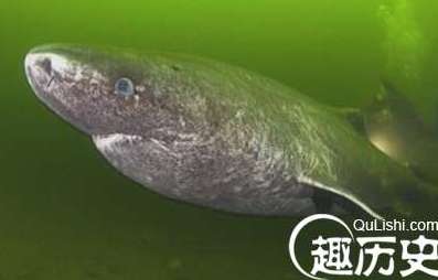 世界上最长寿的鲨鱼，格陵兰睡鲨寿命长达400年