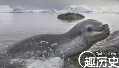 世界上最凶猛的海豹，吃海豹的豹形海豹