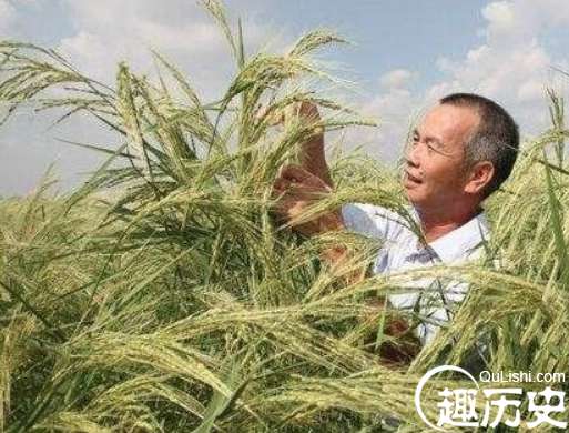 世界上最神奇的稻谷，外青里红的海稻能在海水中生长