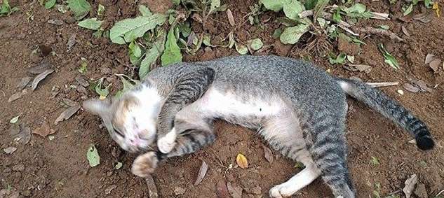 世界上最长的家猫 英国缅因猫长119厘米载入吉尼斯