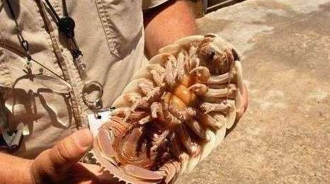 世界上绝食最长的动物——具足虫，绝食5年才死亡